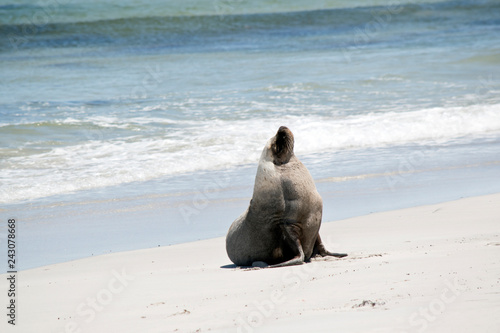 a male sea lion on the beach at seal bay