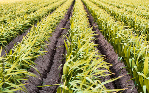 field of young plants