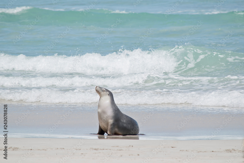 Fototapeta premium sea lion on the beach at Seal Bay