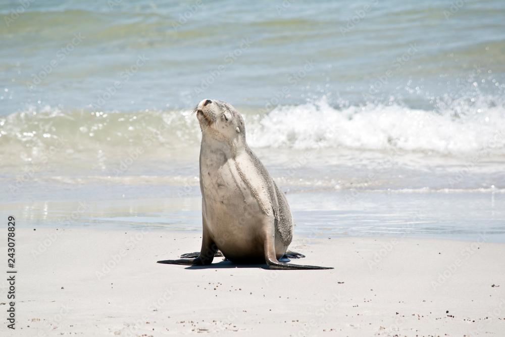 Obraz premium sea lion on the beach at Seal Bay