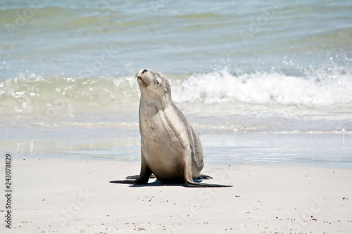 sea lion on the beach at Seal Bay