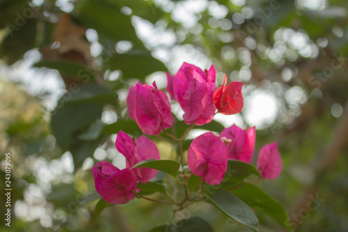 pink petals of a tropical flower on a green branch with leaves and blurred background