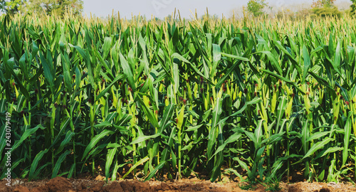Photo corn growing in plantation