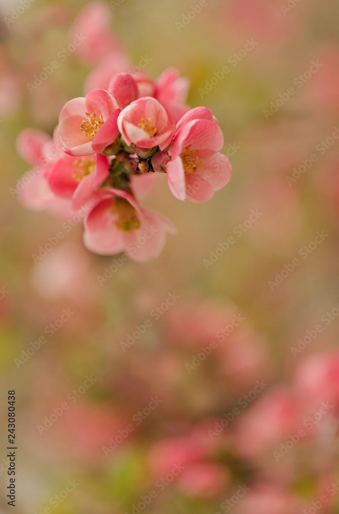 Spring time. Blooming pink branches. Macro, blur effect and selective focus Spring time. Blooming pink branches. Macro, blur effect and selective focus