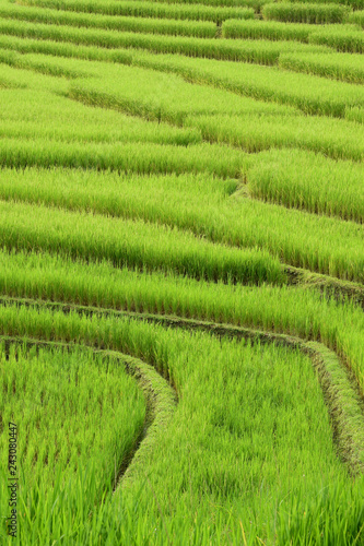The beautiful landscape of rice fields in Thailand. 