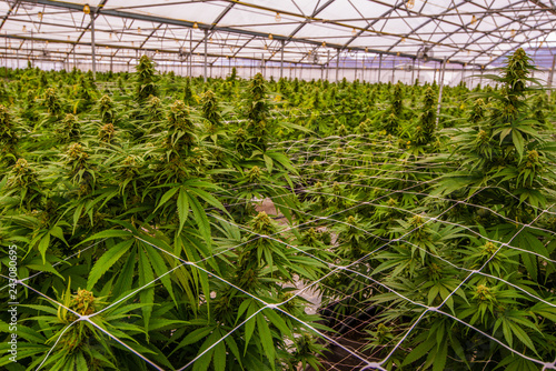 Cannabis Field In A Greenhouse