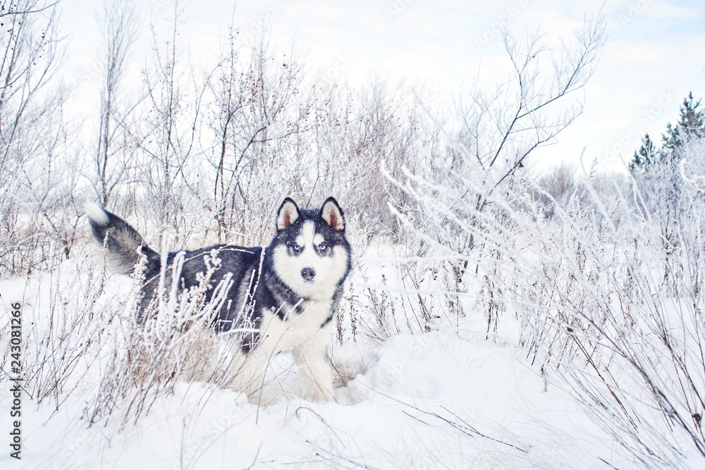 Siberian Husky dog playing in the winter snowy forest Siberian Husky dog playing in the winter snowy forest
