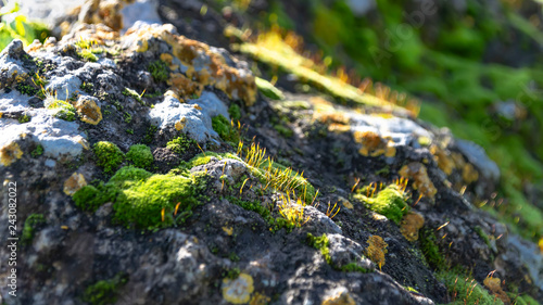 Old stone covered with lichen and flowering moss in the sun