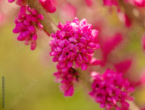 Spring time. Blooming pink branches. Macro  blur effect and selective focus