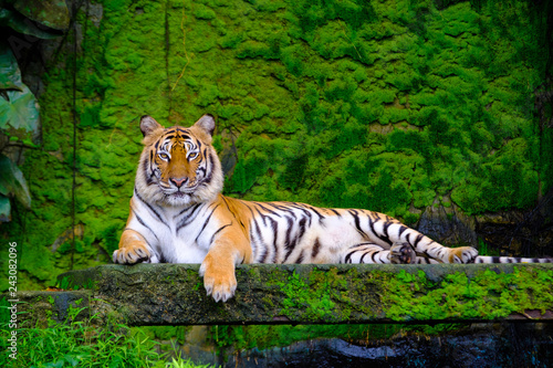 Fototapeta Naklejka Na Ścianę i Meble -  indochinese tiger in the open zoo