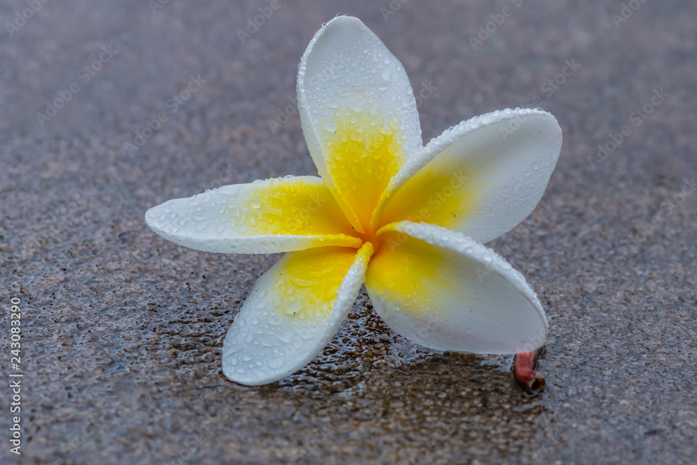 Frangipani Flower in the Rain Frangipani Flower in the Rain