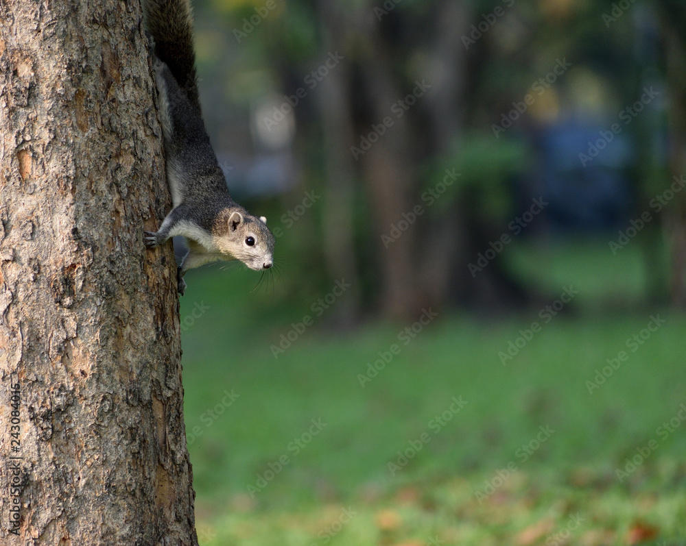 Fototapeta premium squirrel on a tree