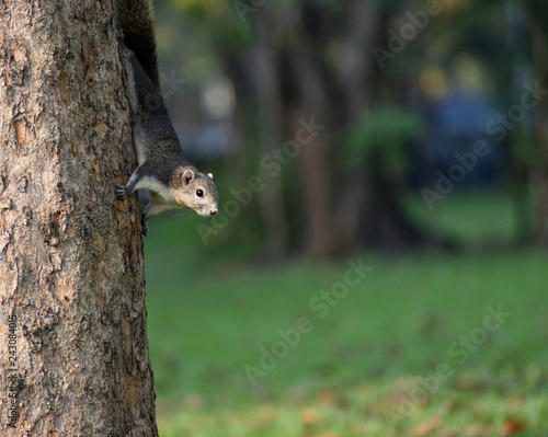 squirrel on a tree © chanwitN