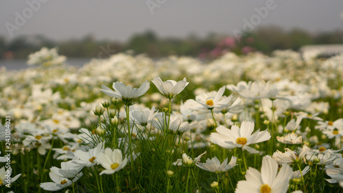 Field of pretty white petals of Cosmos flowers blossom on green leaves, small bud in a park , blurred trees and blue sky on background