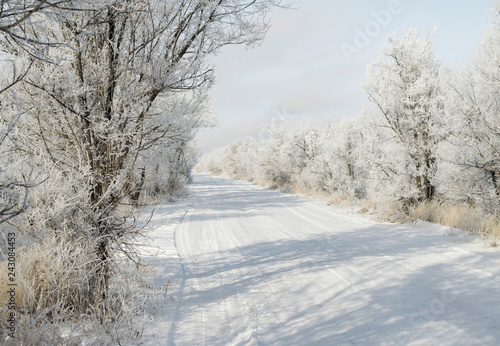 Snow-covered road in the forest belt © Michael