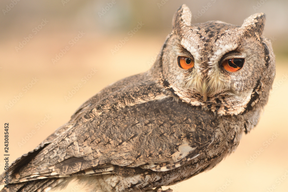 Obraz premium オオコノハズク 茨城県植物園