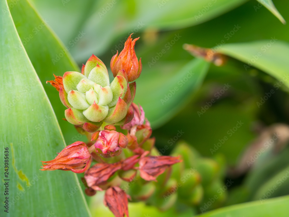 Close up Red pink flower bud of Paddle Plant, the succulent plant in a botanical garden. Close up Red pink flower bud of Paddle Plant, the succulent plant in a botanical garden.