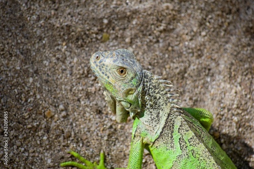 Iguana verde mirando fijamente