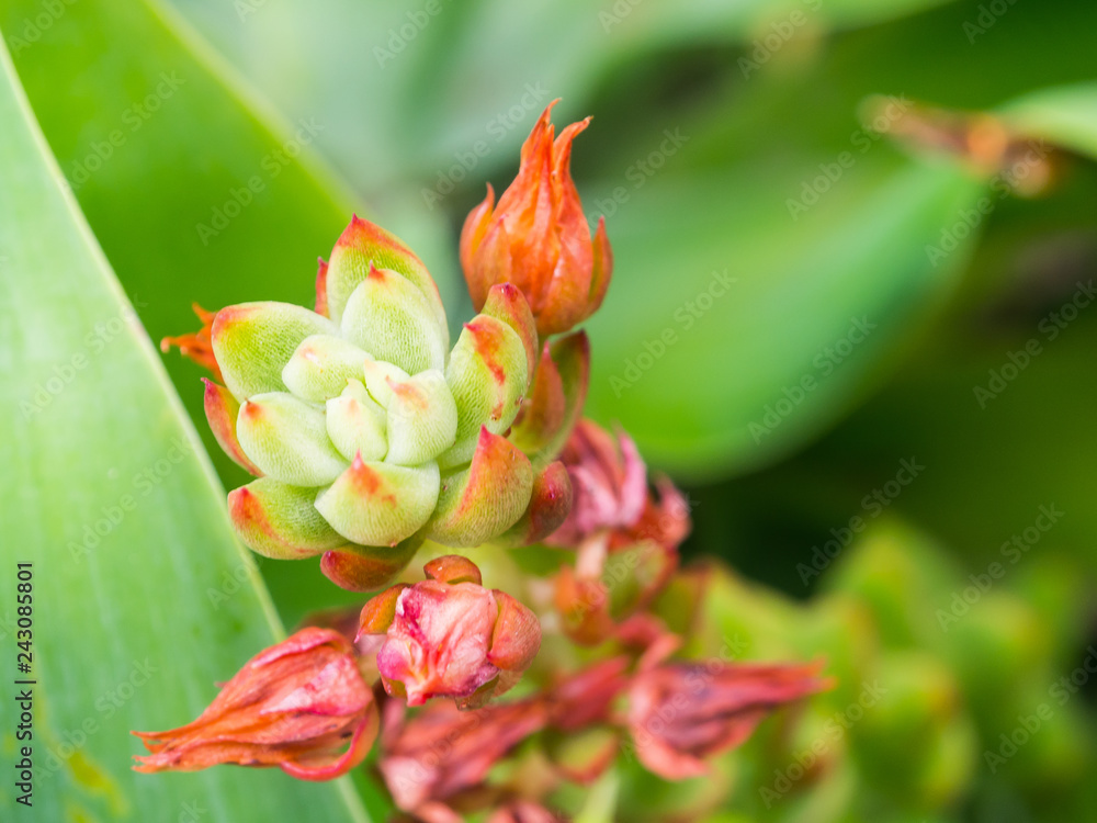 Close up Red pink flower bud of Paddle Plant, the succulent plant in a botanical garden. Close up Red pink flower bud of Paddle Plant, the succulent plant in a botanical garden.