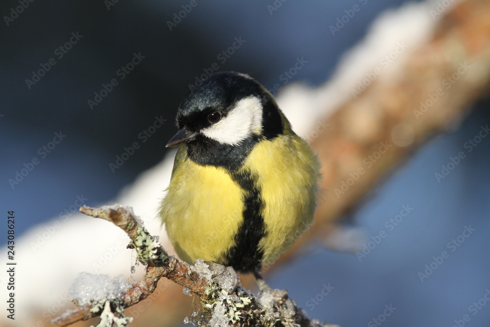 An adult Great Tit (Parus major) perched on a branch covered in lichen and a covering of snow, in the highlands of Scotland. An adult Great Tit (Parus major) perched on a branch covered in lichen and a covering of snow, in the highlands of Scotland.