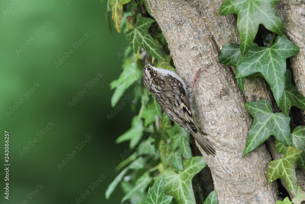 A beautiful Treecreeper (Certhia familiaris) perched on a branch that is surrounded by ivy leaves.. A beautiful Treecreeper (Certhia familiaris) perched on a branch that is surrounded by ivy leaves..