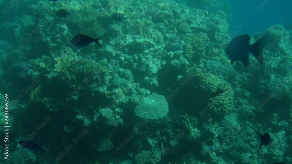 coral reefs with fish. view from the submarine coral reefs with fish. view from the submarine