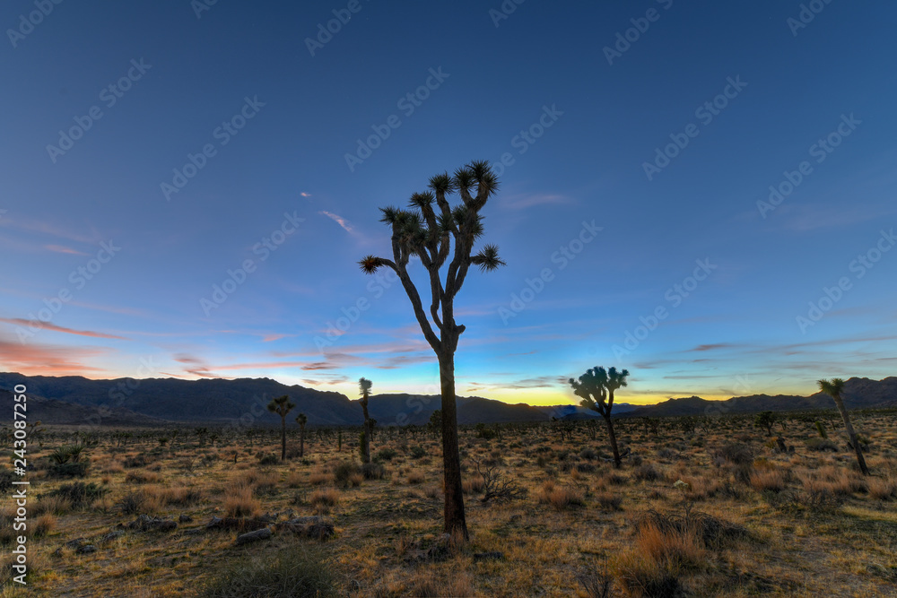 Joshua Tree National Park