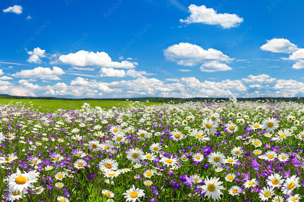 Naklejka premium spring landscape with flowering flowers on meadow