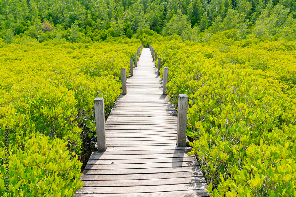 Obraz premium Drewniana ścieżka spacerowa nad zielonymi namorzynami, tło naturalny krajobraz