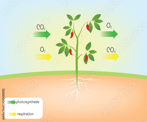 photosynthesis and respiration