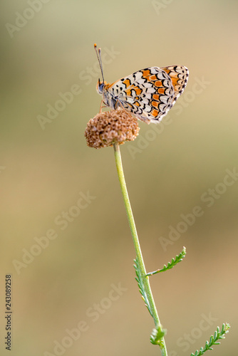 colorida y fascinante mariposa de ojos azules posada en una planta eshojada