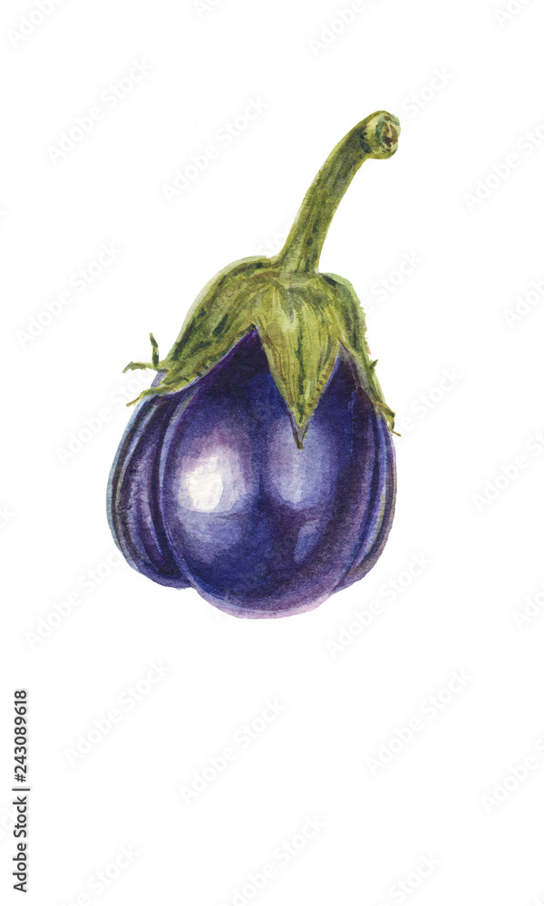 Fresh Eggplant vegetable with stem or aubergine Fresh Eggplant vegetable with stem or aubergine