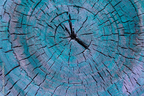 Crosssection of the trunk of a tree painted with green paint