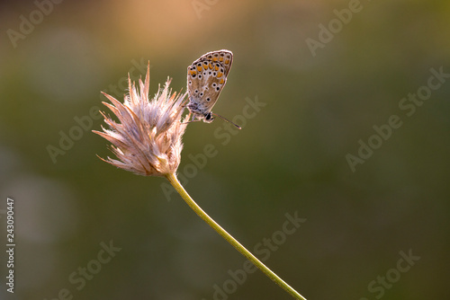 Princesas mariposas de colores y puntitos en macro buena calidad pequeña antenas parda photo