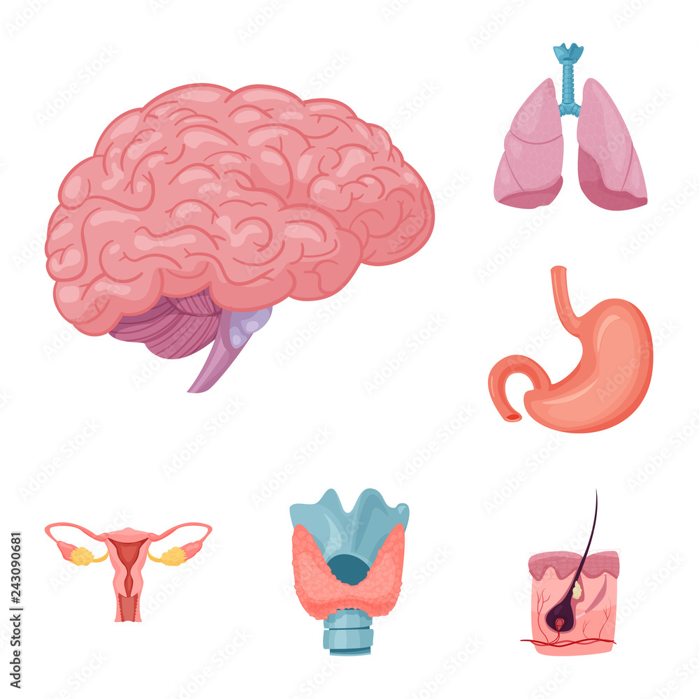 Naklejka premium Isolated object of body and human symbol. Collection of body and medical vector icon for stock.