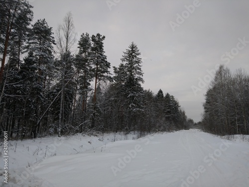 Forest, winter road