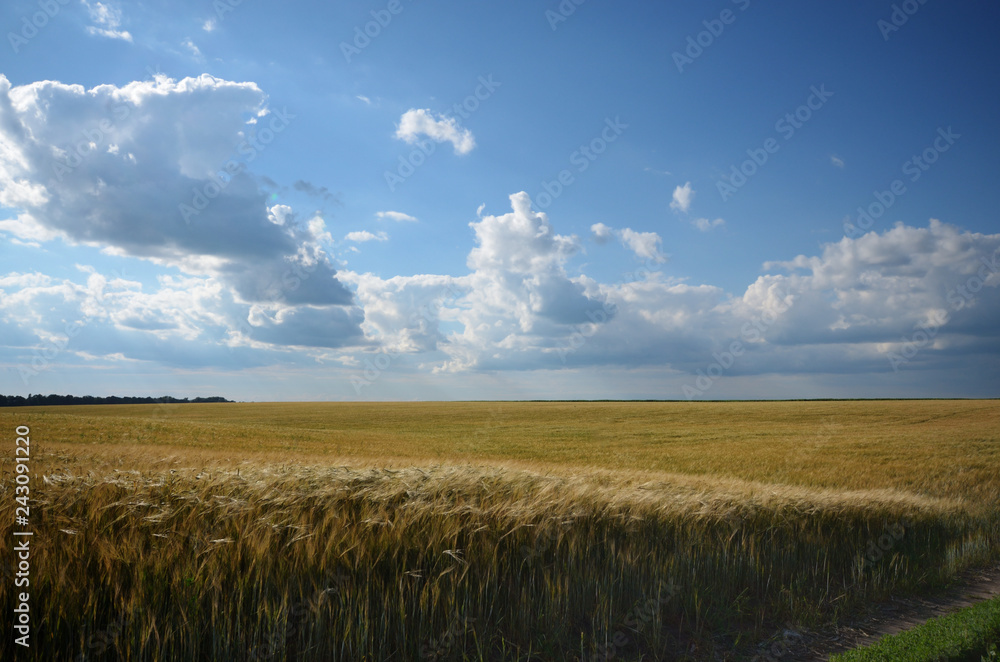 Barley field under cloudy blue sky in Ukraine