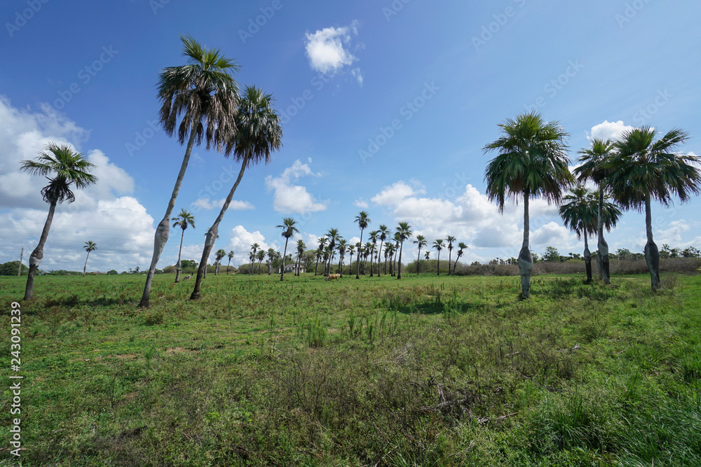 Pregnant palm trees in Pinar del Rio in Cuba