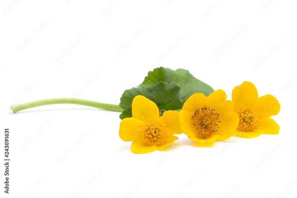 Anemones. two yellow spring flowers and green leave. on white isolated background. Anemones. two yellow spring flowers and green leave. on white isolated background.