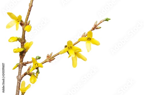 branch of forsythia isolated. yellow spring  flowers