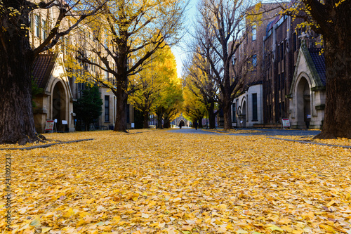 Ginkgo leaves on road, autumn season in japan photo