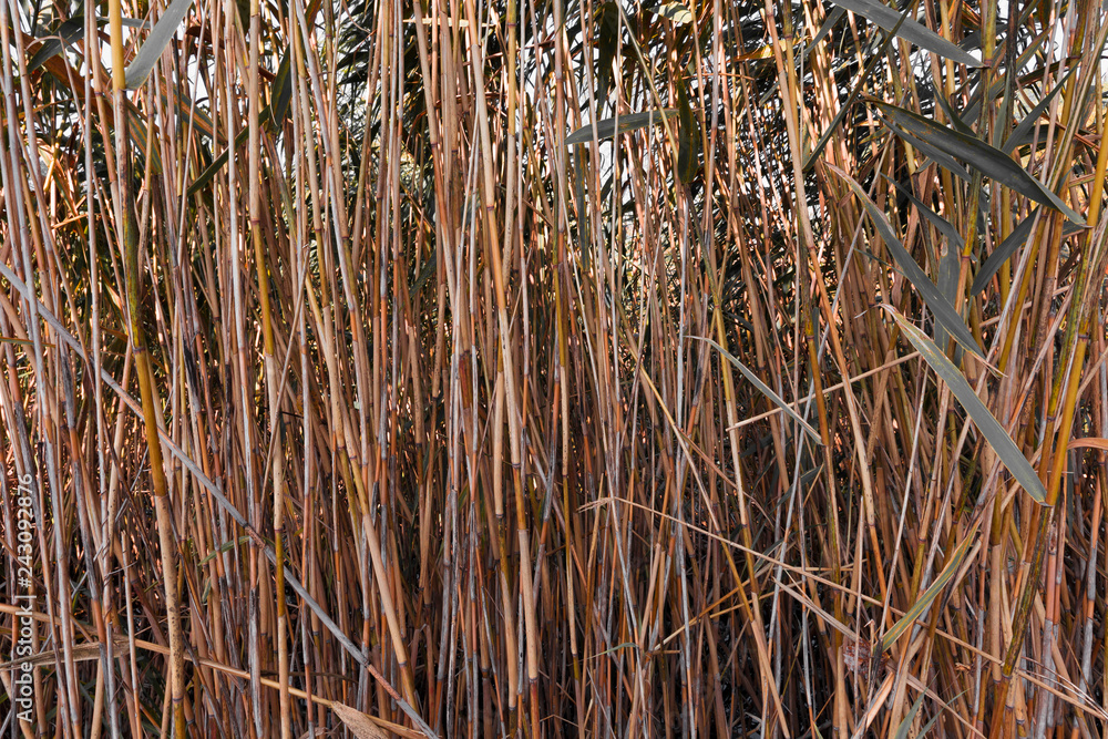 Stems of reeds. Natural texture background. Stems of reeds. Natural texture background.