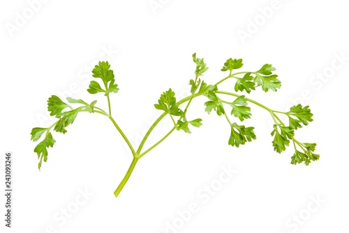 fresh parsley isolated on white. organic vegetarian food.