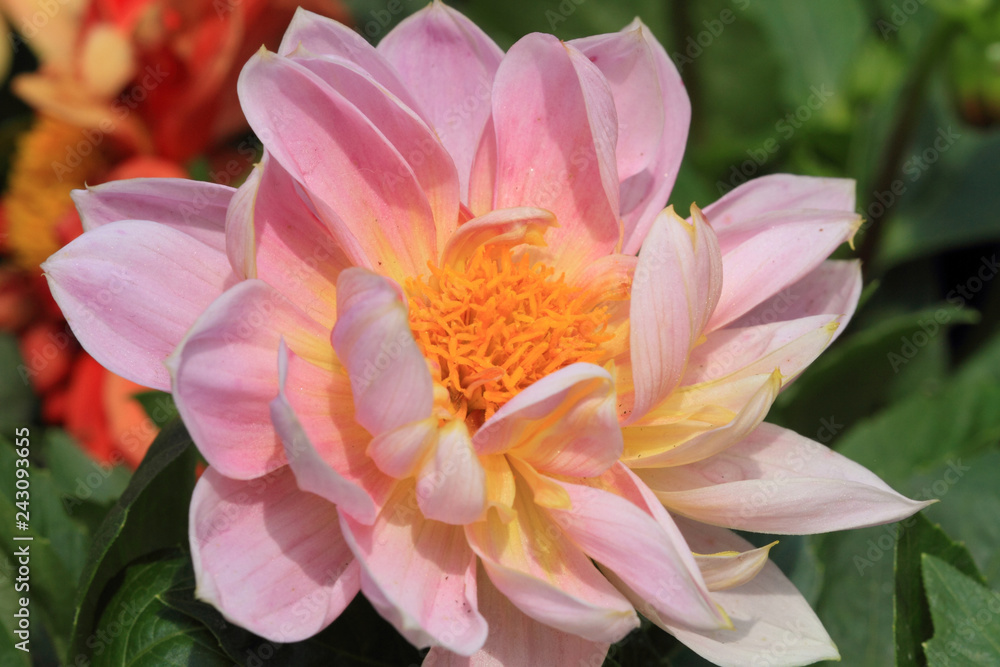 beautiful pink peony flower blooming in spring beautiful pink peony flower blooming in spring