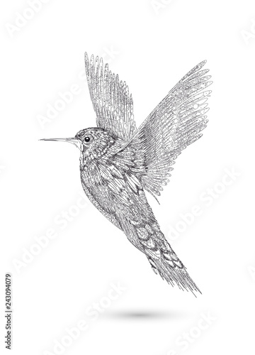 gezeichneter Kolibri