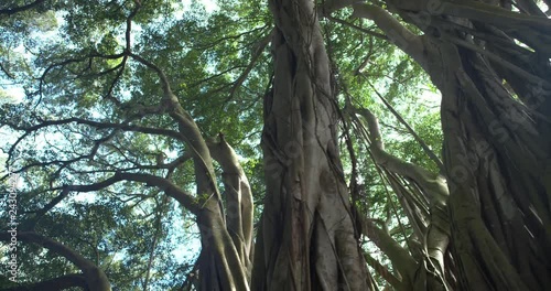 Track Right Low Angle Banyan Tree Forest Looking at Canopy Sunflare, 4K60p