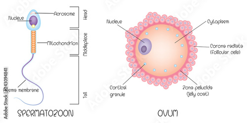 Structure of egg and sperm