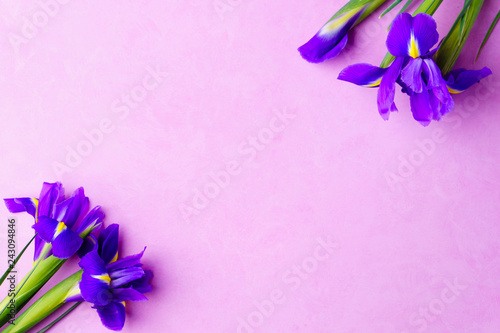 spring flower composition with purple irises bouquet on pink background. springtime welcoming, Valentine's day, Mother's day banner template concept