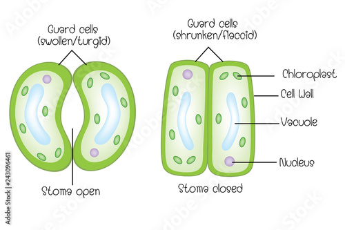 Structure of stoma open and stoma closed