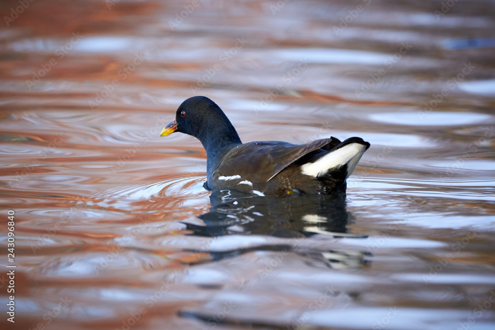 Fototapeta premium Common Moorhen or European Moorhen (Gallinula Chloropus) swimming